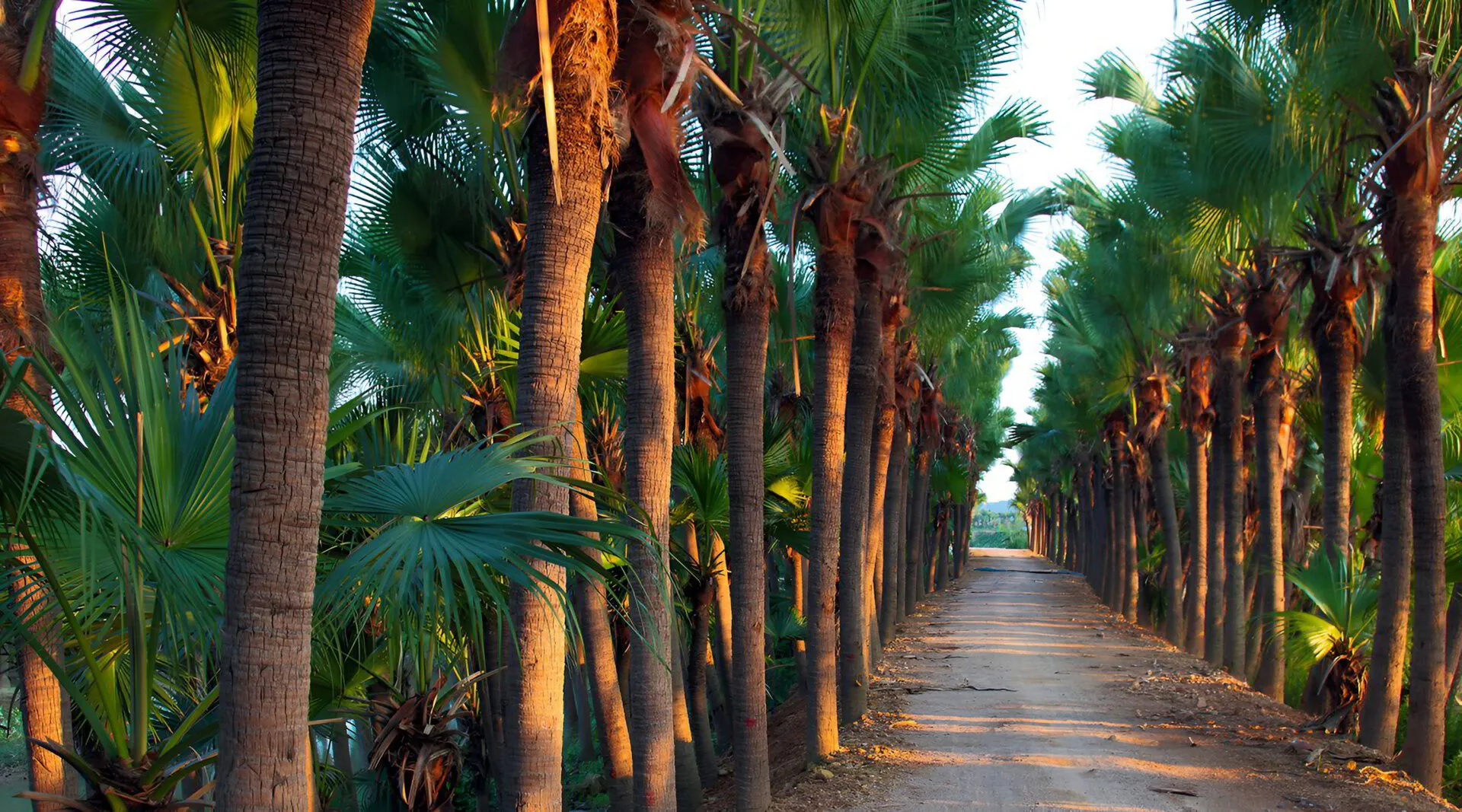 Palms